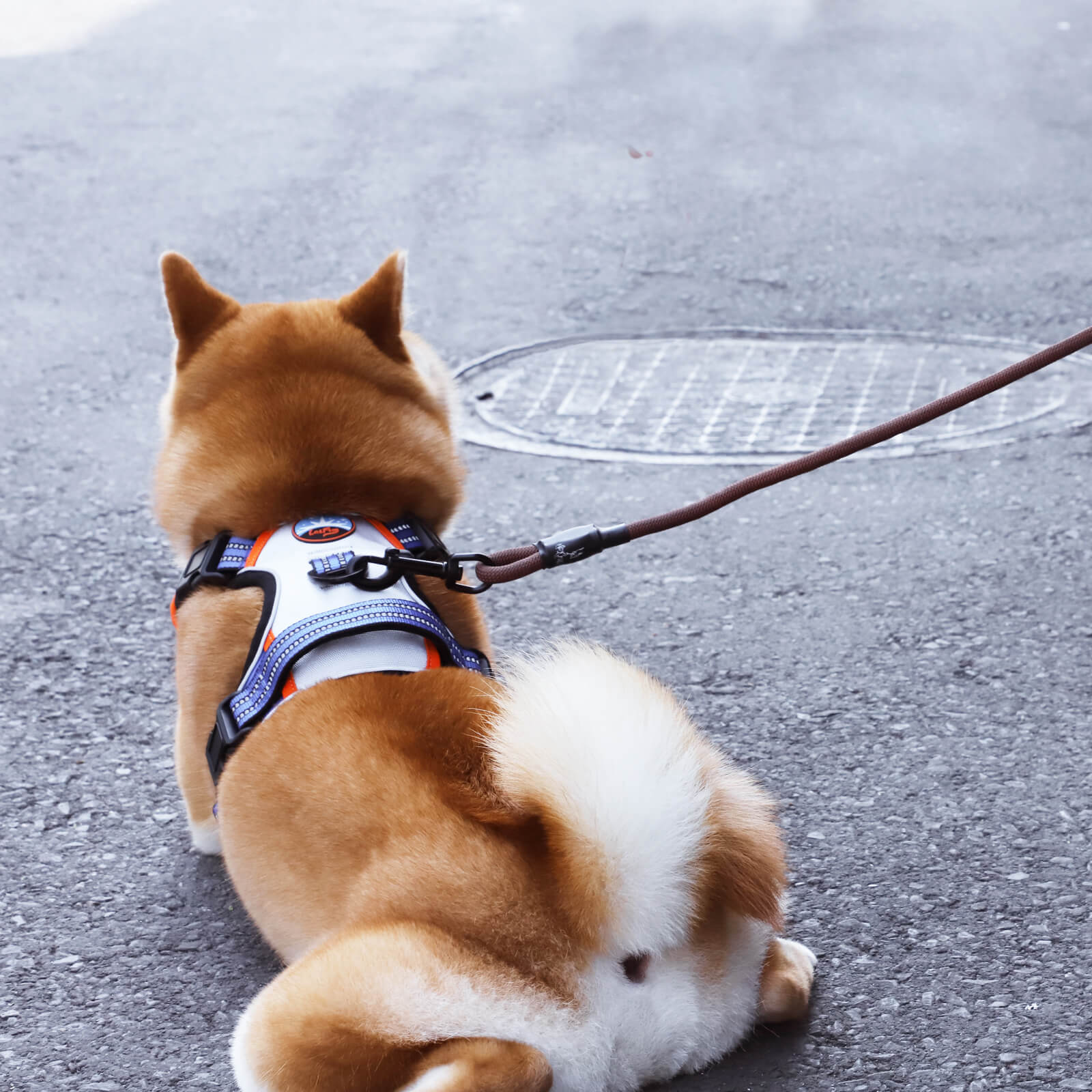 Laifug Adjustable Dog Harness