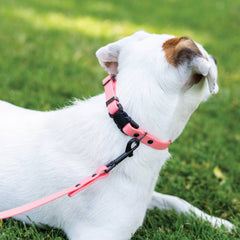 Waterproof Quick Release Dog Collar - Coral