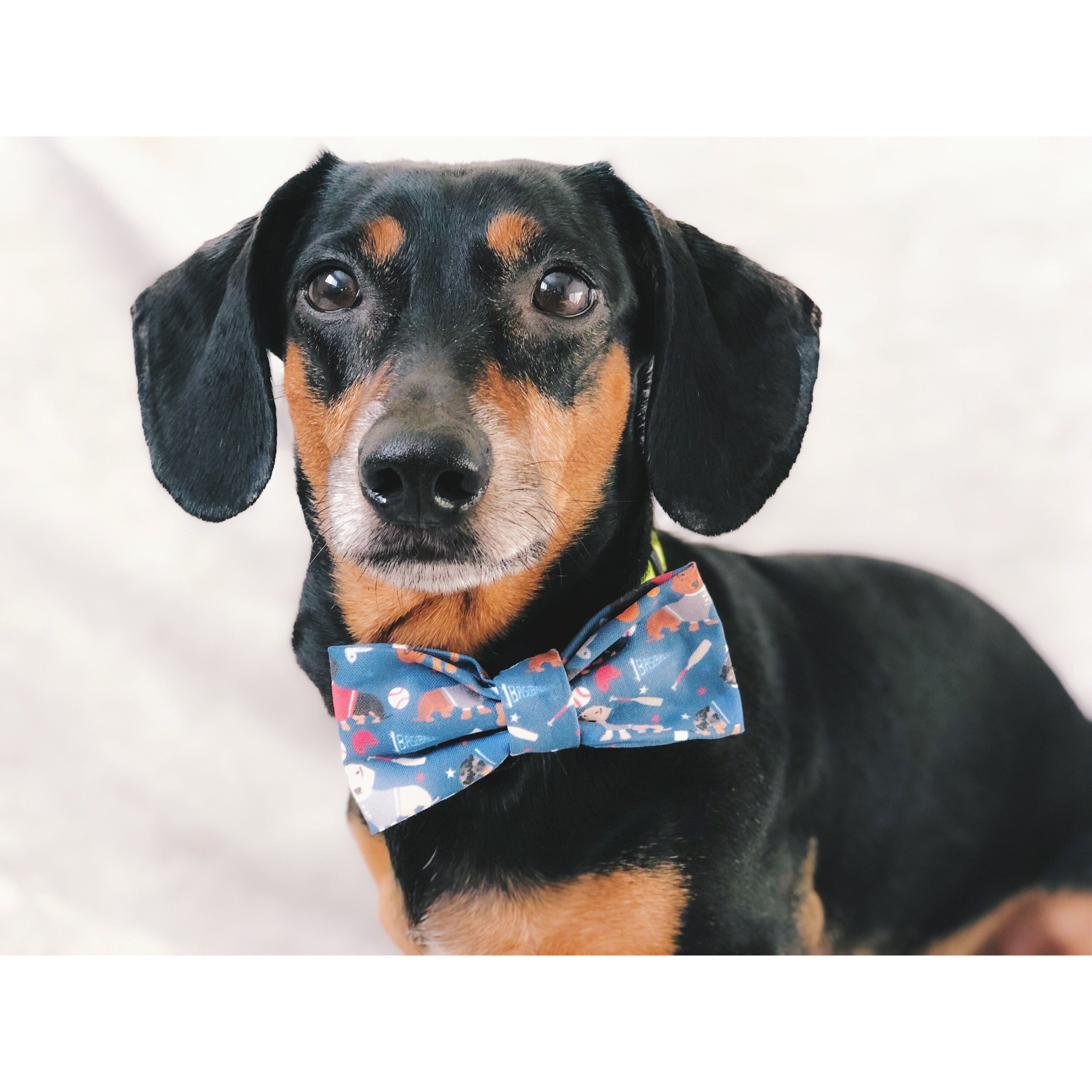 You're a Catch - Dog Bow Tie