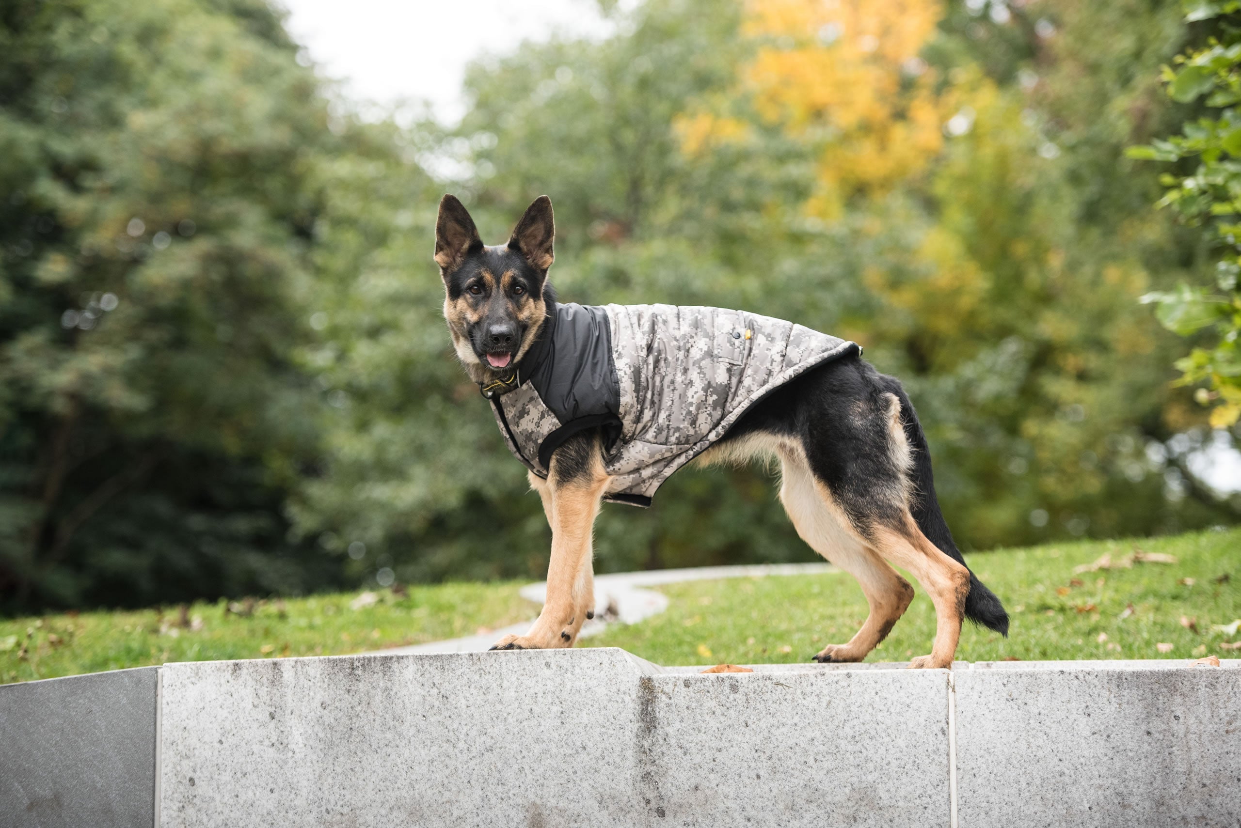 US Army Dog Jacket - Camo