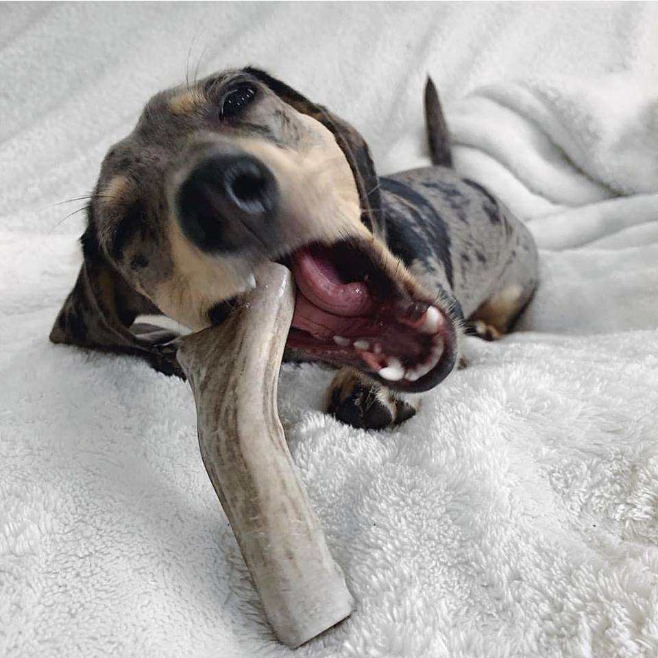 Organic Antler Chews For Dogs